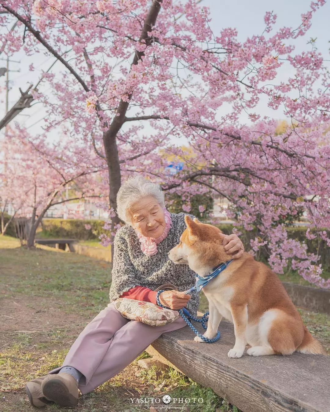 “让我陪泥一辈子”柴柴和85岁阿嬷在樱花树下合照　网友感动喊：愿时光不老插图4