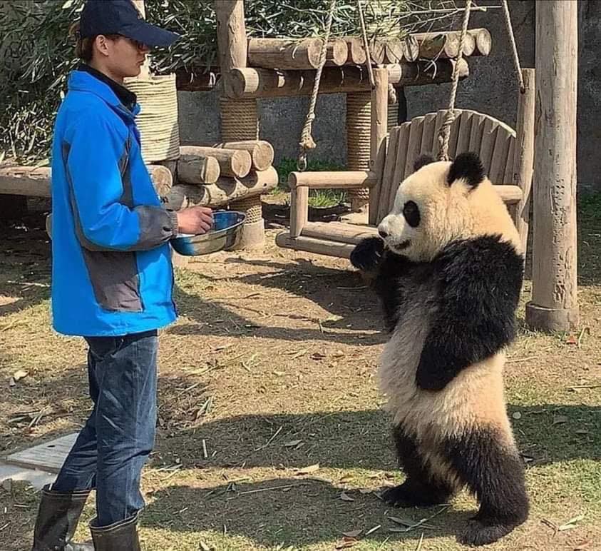 飼育員餵飯遲到 傲嬌熊貓 手叉腰森77 抱怨 人家等那麼久都餓了 寵物星人的秘密基地