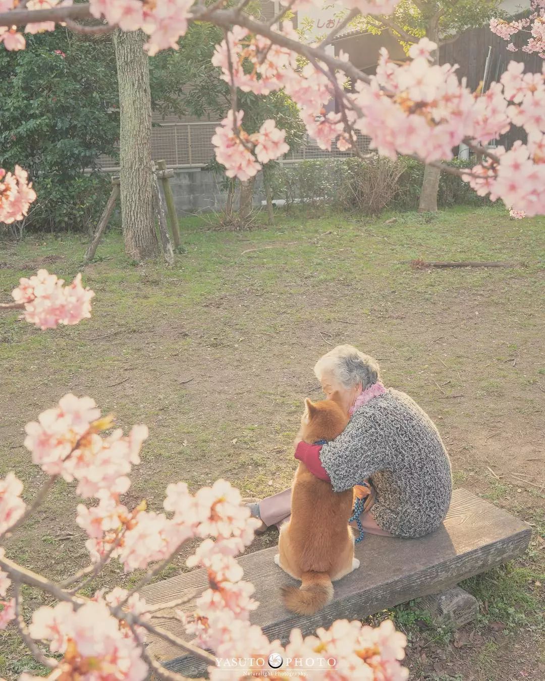 “让我陪泥一辈子”柴柴和85岁阿嬷在樱花树下合照　网友感动喊：愿时光不老插图6