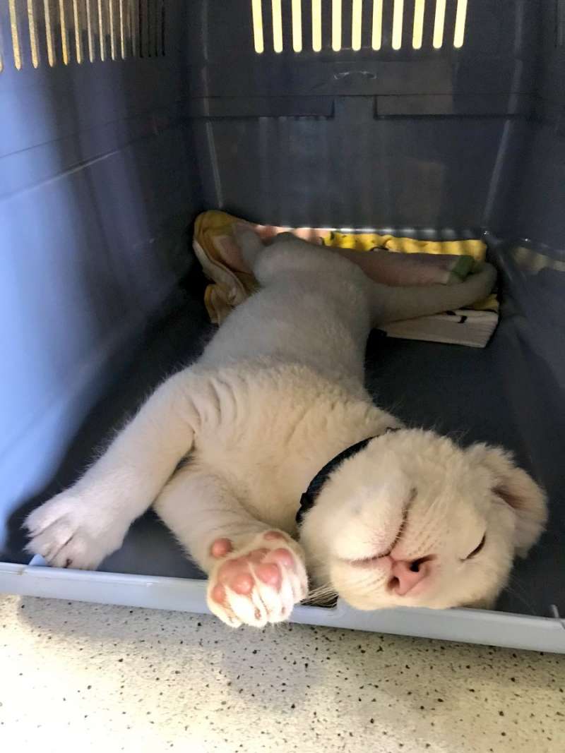 為日本加油 動物園放 小白獅賣萌照 露粉紅肉球幫災民打氣 寵物星人的秘密基地 為日本加油 動物園放 小白獅賣萌照 露粉紅肉球幫災民打氣 寵物星人的秘密基地