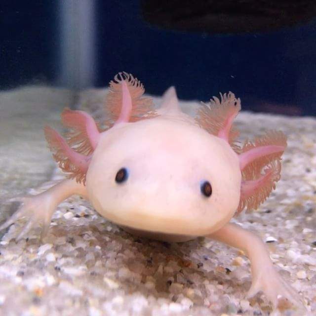 六角恐龍魚 變態後 超反差可愛模樣徹底黑化了 寵物星人的秘密基地 六角恐龍魚 變態後 超反差可愛模樣徹底黑化了 寵物星人的秘密基地