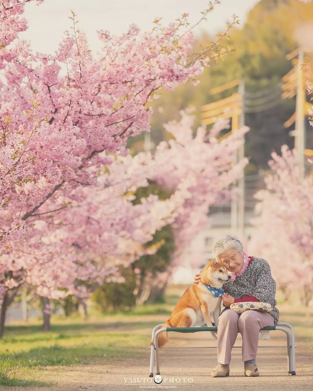 “让我陪泥一辈子”柴柴和85岁阿嬷在樱花树下合照　网友感动喊：愿时光不老插图8