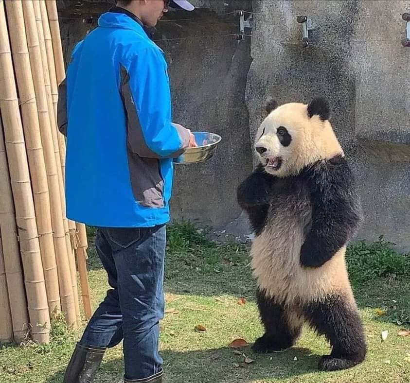 飼育員餵飯遲到 傲嬌熊貓 手叉腰森77 抱怨 人家等那麼久都餓了 寵物星人的秘密基地 飼育員餵飯遲到 傲嬌熊貓 手叉腰森77 抱怨 人家等那麼久都餓了 寵物星人的秘密基地