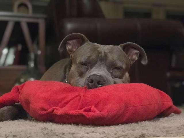 不小心咬壞心愛的小枕頭 鬥牛犬趴桌緊張等 馬麻能修好嗎 寵物星人的秘密基地