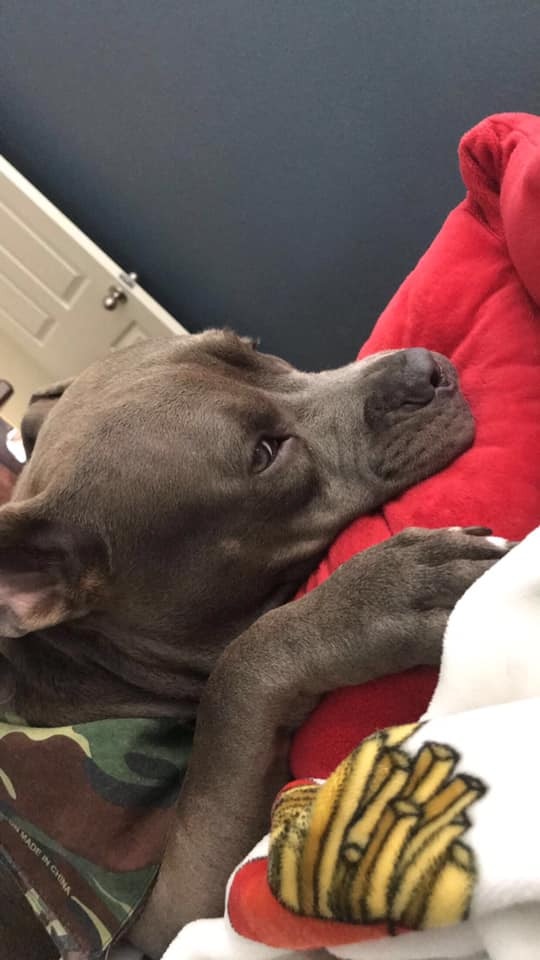 不小心咬壞心愛的小枕頭 鬥牛犬趴桌緊張等 馬麻能修好嗎 寵物星人的秘密基地