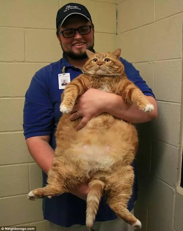18kg胖橘貓為健康「展開3年魔鬼鍛鍊」 瘦下來變天菜喵人人搶著要- 寵物星人的秘密基地