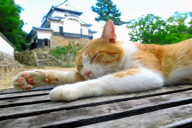 松山 城 備中