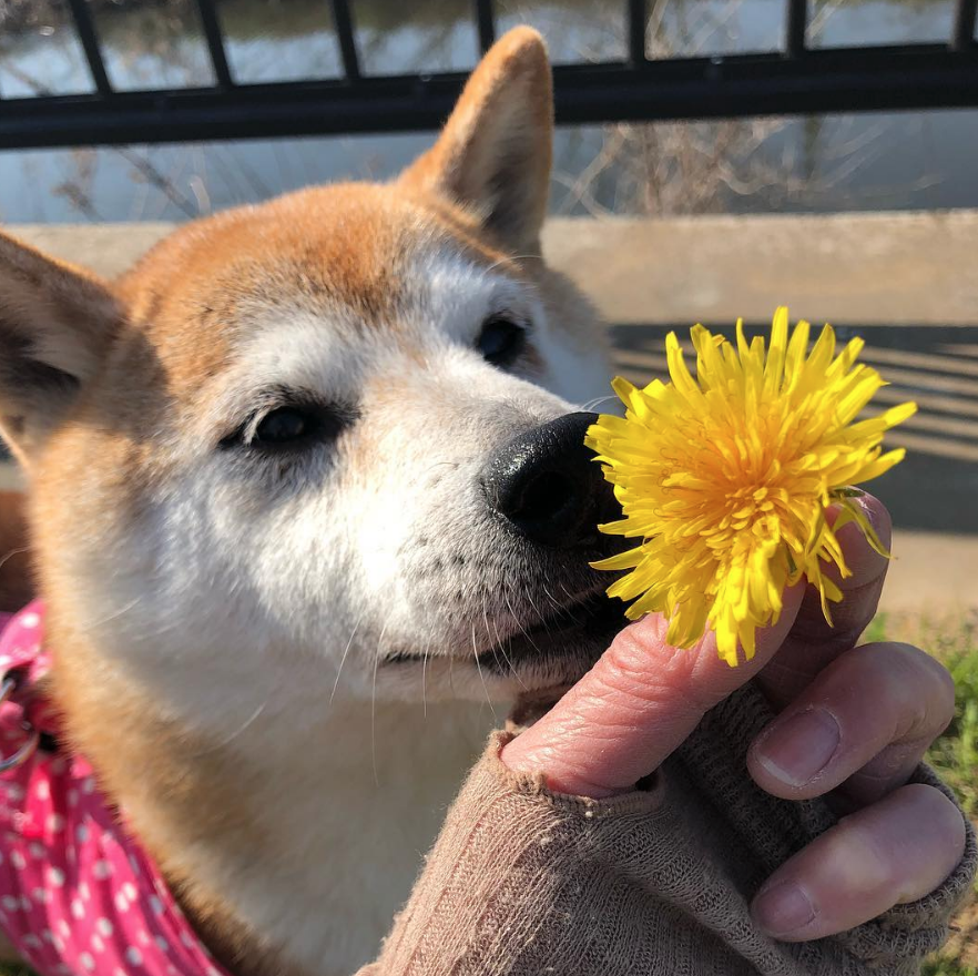 Кабосу Doge. Kabosu собака. Doge с венком. Doge girl.