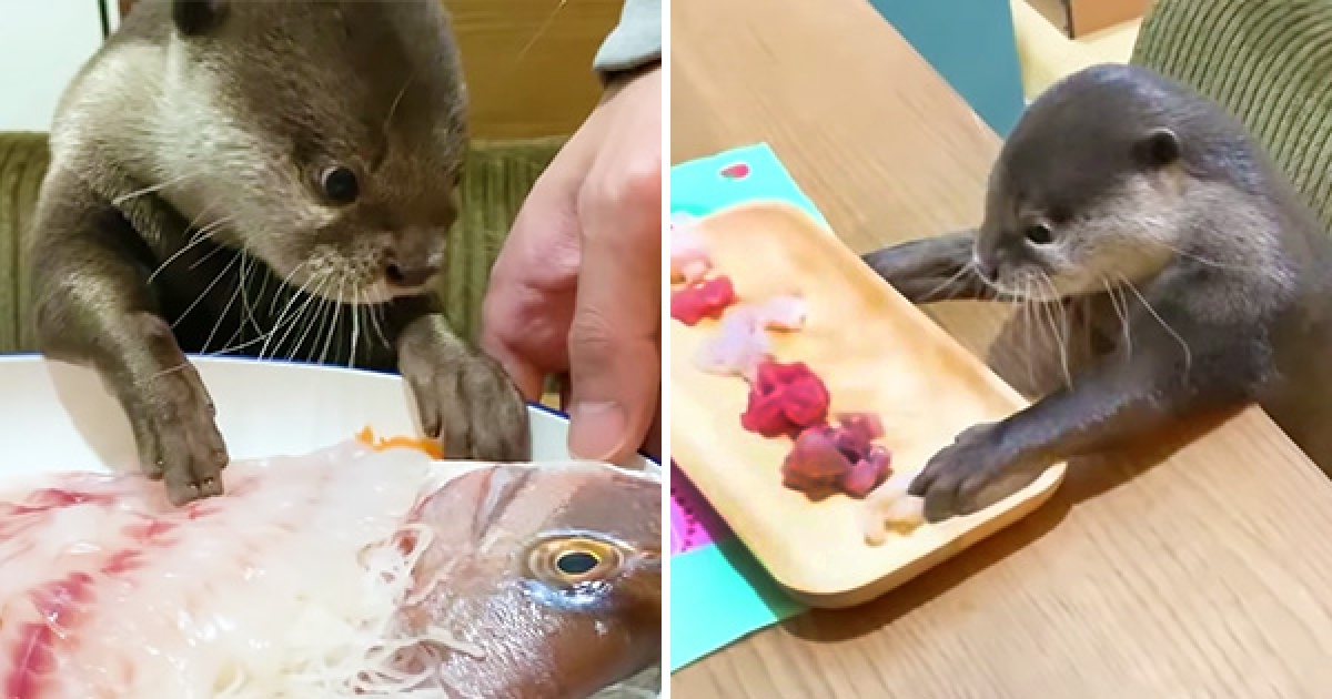 水獭飼養 